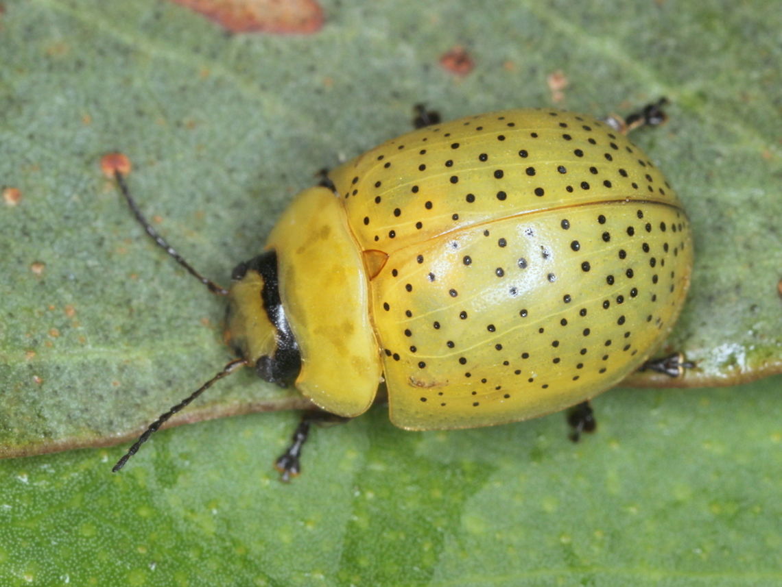 Paropsisterna inspersa Mt. wombargo This small yellow leaf beetle can often be found in numbers on young eucalyptus saplings.   The black dots follow lines of fine puncturations along the elytra.   Australia,Coleoptera,Geotagged,Paropsisterna inspersa,Summer,chrysomelidae,leaf beetle,paropsisterna