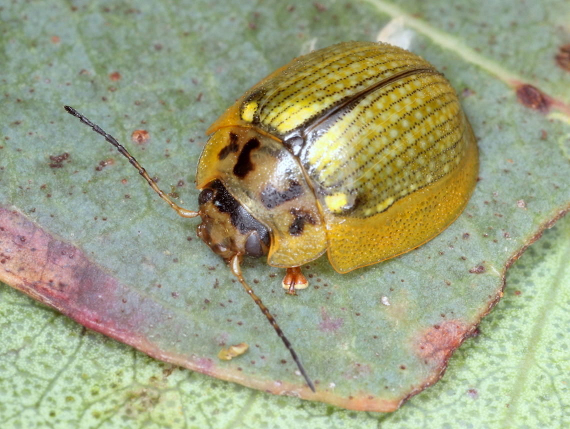 Paropsisterna agrocila Dargo This golden form of Paropsisterna agricola shows four (sometimes two) black blotches on the pronotum.  Puncturations are often perfectly aligned along the elytra but this species features considerable meandering.  <br />
<figure class="photo"><a href="https://www.jungledragon.com/image/37367/paropsisterna_agricola.html" title="Paropsisterna agricola"><img src="https://s3.amazonaws.com/media.jungledragon.com/images/2776/37367_thumb.JPG?AWSAccessKeyId=05GMT0V3GWVNE7GGM1R2&Expires=1763596810&Signature=DgQvZwhKMXCu9PEGurWLVsHHONY%3D" width="200" height="150" alt="Paropsisterna agricola http://www.jungledragon.com/image/37367/paropsisterna_agricola.html  Australia,Geotagged,Leaf beetle,Paropsisterna agricola,Summer,chrysomelidae,coleoptera,paropsisterna,paropsisterna agricola" /></a></figure>  <br />
<figure class="photo"><a href="https://www.jungledragon.com/image/38851/paropsisterna_agricola_larva.html" title="paropsisterna agricola larva"><img src="https://s3.amazonaws.com/media.jungledragon.com/images/2776/38851_thumb.JPG?AWSAccessKeyId=05GMT0V3GWVNE7GGM1R2&Expires=1763596810&Signature=RI6s8D3shCfNxuDcPuLElI3AdWw%3D" width="200" height="152" alt="paropsisterna agricola larva  Australia,Geotagged,Paropsisterna,Paropsisterna agricola,Spring,paropsisterna" /></a></figure>  Australia,Geotagged,Leaf beetle,Paropsisterna agricola,Summer,chrysomelidae,coleoptera,paropsisterna,paropsisterna agricola