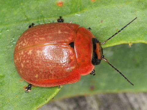 Paropsisterna philomela, Brumby This rare beetle is known from Tasmania but this is the first record from the mainland to my knowledge.  The punctuations are confused (not aligned) which occurs in very few Paropsisterna species. Australia,Geotagged,Leaf beetle,Paropsisterna philomela,Summer,chrysomelidae,coleoptera,paropsisterna