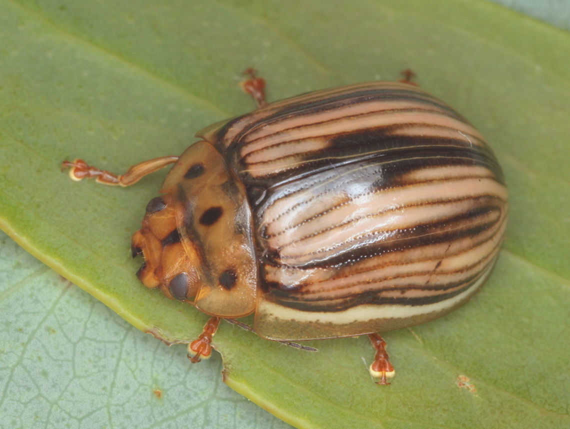 Paropsisterna insignita, Omeo This leaf beetle bears three pronotal dots and ten lateral stripes along each elytra.  They are irregularly dark and lighter.  This beetle is montane.   Australia,Geotagged,Paropsisterna insignita,Summer,chrysomelidae,leaf beetle,paropsisterna