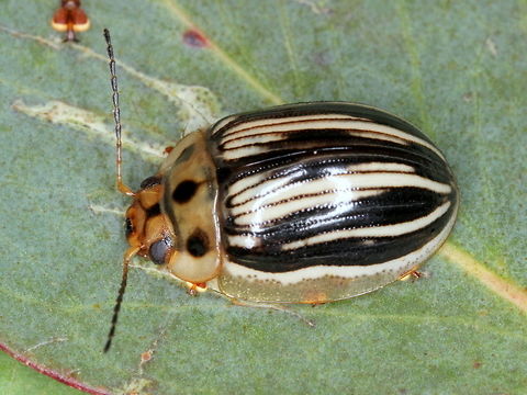 Paropsisterna insignita This striped beetle was found at Mt LIvingstone near Omeo.  This species is variable and this is a dark form.  They are more common in the high country.  Australia,Coleoptera,Geotagged,Paropsisterna,Paropsisterna insignita,Summer