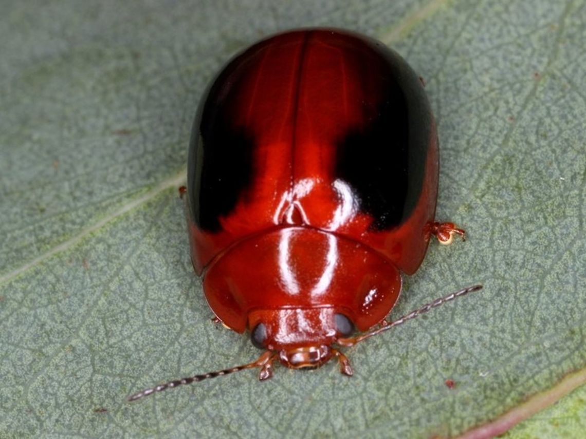 Paropsisterna liturata This glossy leaf beetle is common in the Blue Mountains around Sydney.  The black region of the elytra can vary and be almost absent.  Australia,Leaf beetle,Paropsisterna liturata,chrysomelidae,paropsisterna
