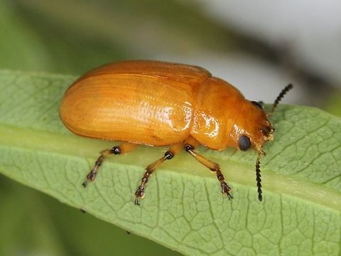 Platymela sp. This leaf beetle is from a small genus from tropical australia.  The flattened anterior margin of the pronotum is distinctive.  They are similar to Calomela but differ in small details, particularly in the larvae.    Australia,Chrysomelidae,Coleoptera,Geotagged,Platymela