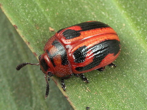 Calomela crassicornis Calomela have attractively enlarged antennae, and four bristles, one on each corner of the pronotum, two can be seen on this image if you look closely.   Their larvae are globose.  They feed on Acacia.   This boy is marked with black but can be entirely orange.      Australia,Calomela,Calomela crassicornis,Geotagged,Leaf beetle,Summer,chrysomelidae