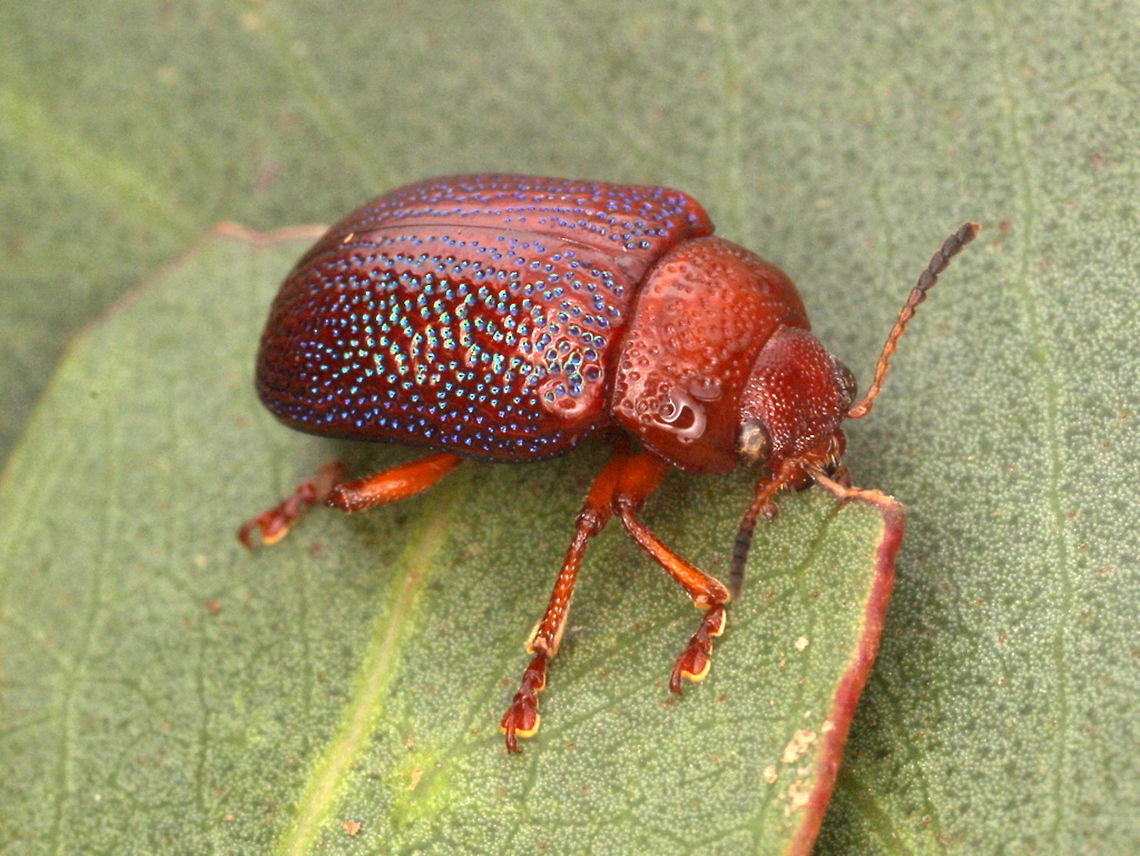 Calomela ioptera A common Acacia leaf beetle with blue coloring in the elytral puncturations.  The puncturations tend towards random placement, particularly in the middle.   They prefer broad leaf wattles like golden wattle.   Acacia leaf beetle,Australia,Calomela ioptera,Geotagged,Spring,calomela,calomela ioptera,chrysomelidae