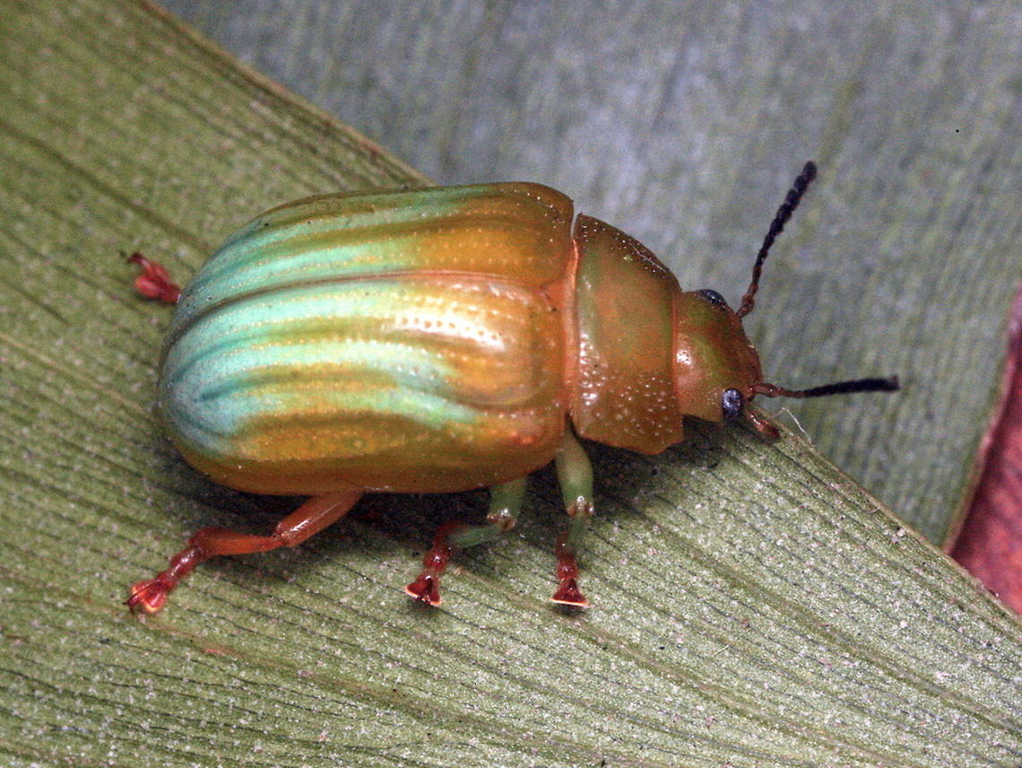 Calomela pallida The green striped leaf beetle is another Acacia feeder.  Found on Blackwood Acacia (Acacia melanoxylon) it is common on much of the east coast of Australia. Acacia melanoxylon,Australia,Calomela,Calomela pallida,Geotagged,Winter,chrysomelidae,leaf beetle