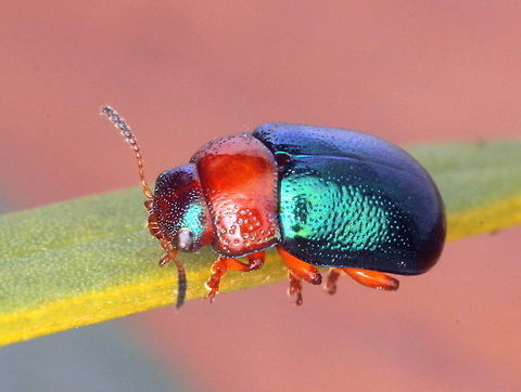 Calomela eyrei A small species of acacia leaf beetle with an unmistakable red pronotum and metallic blue body.  Australia,Calomela,Calomela eyrei,Chrysomelidae,Geotagged,Leaf beetle,Winter