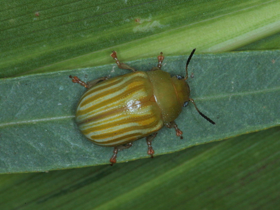 Calomela sp.  Cooktown This green striped leaf beetle is similar to and possibly Calomela pallida.   Australia,Fall,Geotagged,Leaf beetle,calomela,chrysomelidae,cooktown