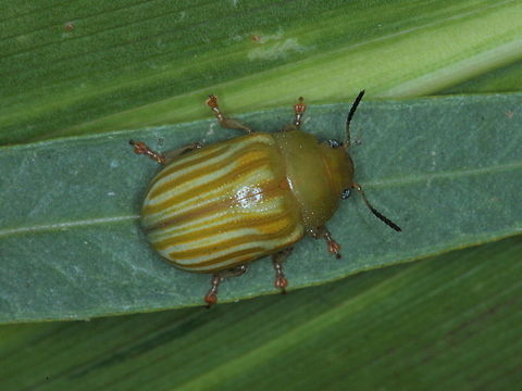 Calomela sp.  Cooktown This green striped leaf beetle is similar to and possibly Calomela pallida.   Australia,Fall,Geotagged,Leaf beetle,calomela,chrysomelidae,cooktown