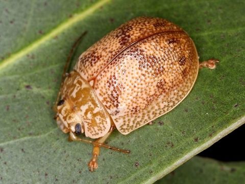 Paropsis quadrimaculata Tarana This pale leaf beetle is common along the east coast of Australia in NSW and Queensland.  In Victoria and Tasmania, Paropsis charybdis occurs, which is quite similar.   Australia,Coleoptera,Geotagged,Paropsis,Paropsis quadrimaculata,chrysomelidae,leaf beetle