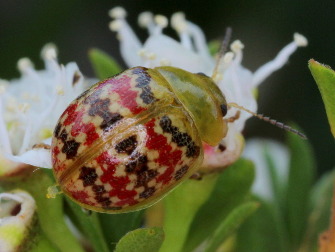 Paropsis minor This brightly striped beetle is found along the east coast of Australia.  It is the smallest species of Paropsis and anomalous due to its bright transverse patterns, striate puncturations and feeding on tea tree rather than Eucalyptus.   <br />
This is the southern tip of its range and the first time it has been recorded so far south.      Australia,Geotagged,Leaf beetle,Paropsis,Paropsis minor,Spring,chrysomelidae