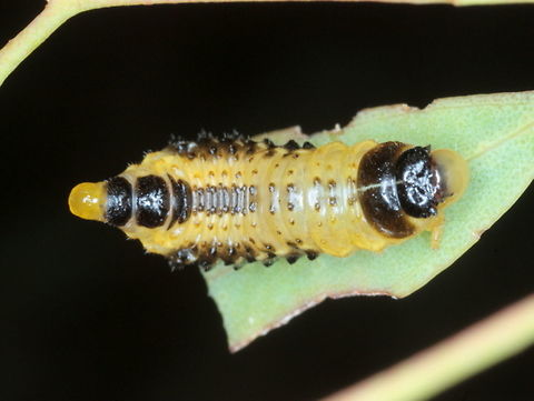 Paropsis atomaria larva The Eucalyptus leaf beetle larvae live their lives exposed to predators and exhibit some novel ways do defend themselves. They metabolize a toxin known as hydrogen cyanide and produce a droplet when they feel treatened by a predatory bird, wasp or even a camera lens, as in this case. Australia,Geotagged,Leaf beetle,Paropsis atomaria,Speckled eucalyptus leaf beetle,Summer,chrysomelidae,paropsis