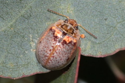Paropsisterna m-fuscum This small leaf beetle is sometimes common in blue gum plantations and can become a pest.  They love the young foliage which is a silver color. Australia,Geotagged,Paropsisterna m-fuscum,Spring,chrysomelidae,leaf beetle,paropsisterna