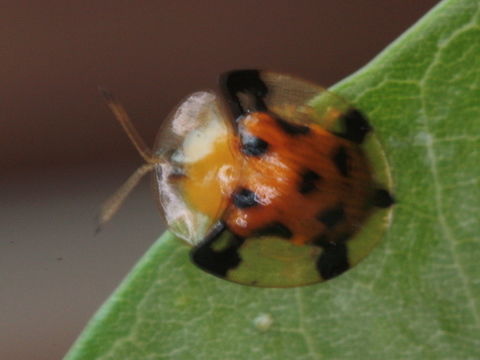 Aspidimorpha westwoodi This tiny tortoise beetle suffering from camera shake in the Cairns Botanical Gardens.   Aspidimorpha,Aspidimorpha westwoodi,Aspidomorpha,Australia,Cassidinae,Geotagged,Orange black tortoise beetle,Spring,chrysomelidae
