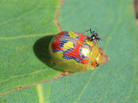 Paropsisterna gloriosa This glorious leaf beetle bears bright yellow dots on red elytra.  The metallic colors seem to defy any apparent advantages of camouflage.   An ant, maybe mistaking the beetle for a predatory coccinellid is investigating closely.   Australia,Chrysomelidae,Geotagged,Paropsisterna,Paropsisterna gloriosa,Summer,Winter,leaf beetle
