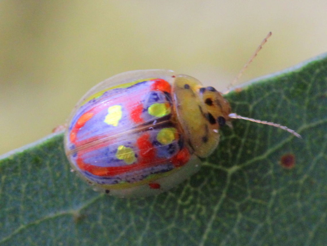 Paropsisterna annularis This is one of the cutest of the leaf beetles with four primary yellow spots on the red elytra.  It belongs with five or six (yes, we don&#039;t actually know) sothers in a species group and at least one is a commercial forestry pest.  Australia,Eucalyptus Leaf Beetle,Fall,Geotagged,Paropsisterna annularis,chrysomelidae,leaf beetle,paropsisterna