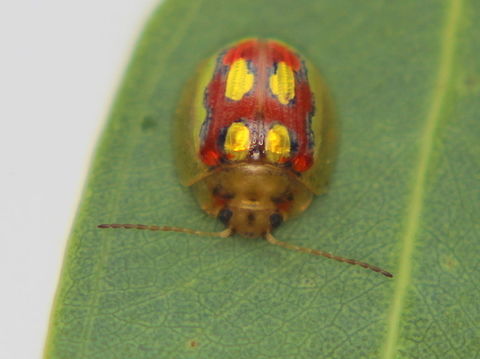 Paropsisterna nobilitata This bright beetle is common in Tasmania but probably always occurred on the mainland.   Slightly larger than the similar examples in the species group and also having larger apical yellow blotches.  It can be easily confused with Paropsisterna gloriosa Australia,Geotagged,Leaf beetle,Paropsisterna,Paropsisterna nobilitata,Summer,chrysomelidae