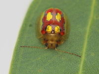 Paropsisterna nobilitata This bright beetle is common in Tasmania but probably always occurred on the mainland.   Slightly larger than the similar examples in the species group and also having larger apical yellow blotches.  It can be easily confused with Paropsisterna gloriosa Australia,Geotagged,Leaf beetle,Paropsisterna,Paropsisterna nobilitata,Summer,chrysomelidae