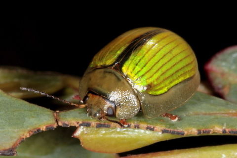 Paropsisterna hectica An entirely green leaf beetle found only on snow gums, common in alpine or heathland habitats. Australia,Fall,Geotagged,Paropsisterna,Paropsisterna hectica,Spring,leaf beetle