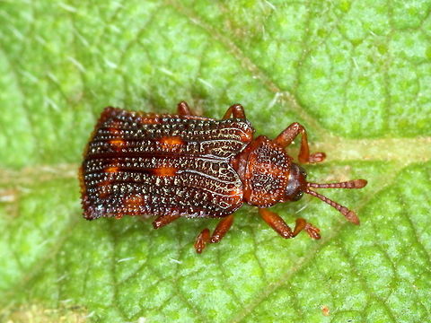 Lantana leaf mining beetle  Australia,Fall,Geotagged,Lantana leafminer,Leafminer,Uroplata girardi