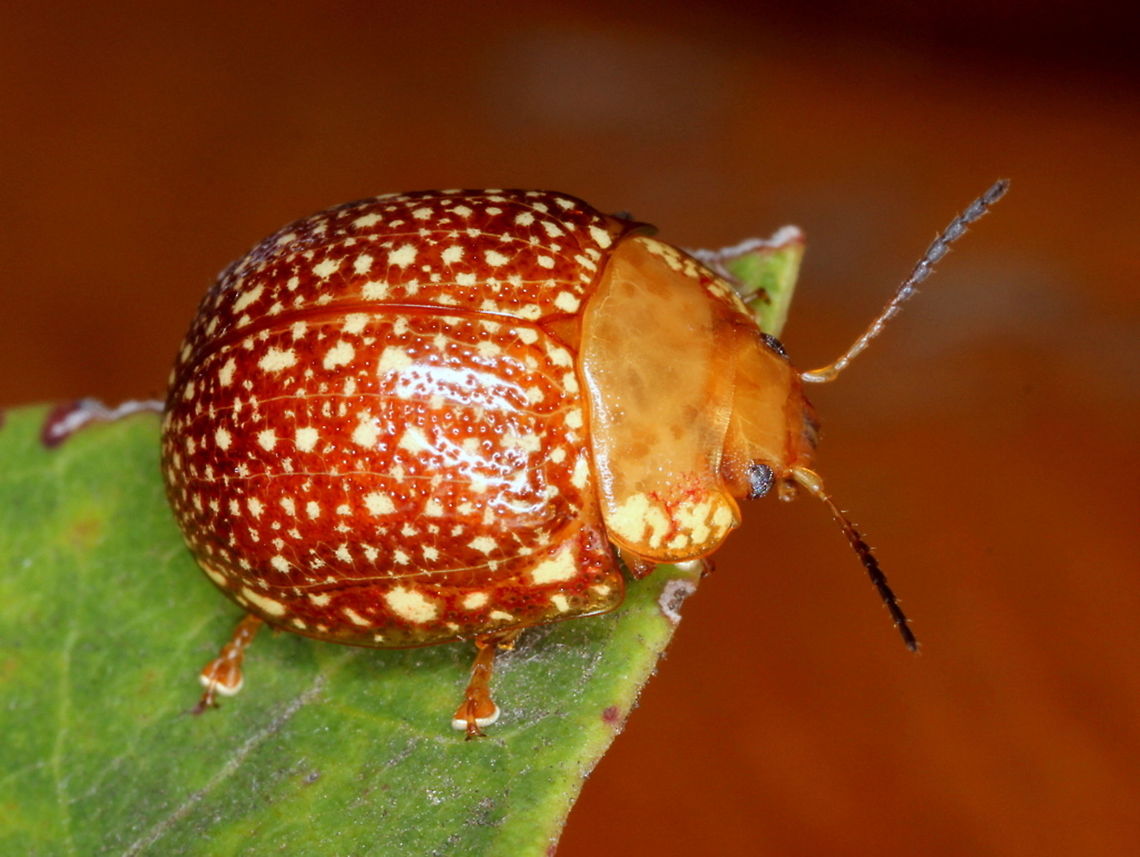 Paropsis ornata This small ornate leaf beetle is common on eucalypts in Queensland. Australia,Fall,Geotagged,Paropsis ornata,chrysomelidae,paropsis