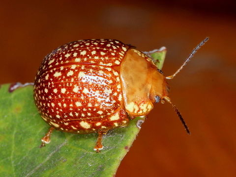Paropsis ornata This small ornate leaf beetle is common on eucalypts in Queensland. Australia,Fall,Geotagged,Paropsis ornata,chrysomelidae,paropsis