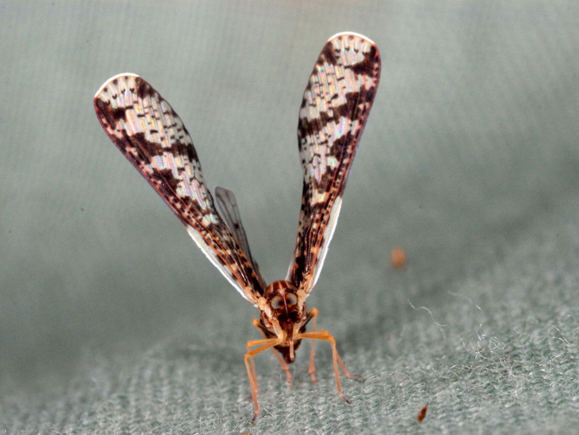 Derbidae Planthopper This planthopper typically looks crosseyed. Australia,Derbidae,Fall,Geotagged,planthopper