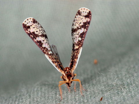 Derbidae Planthopper This planthopper typically looks crosseyed. Australia,Derbidae,Fall,Geotagged,planthopper