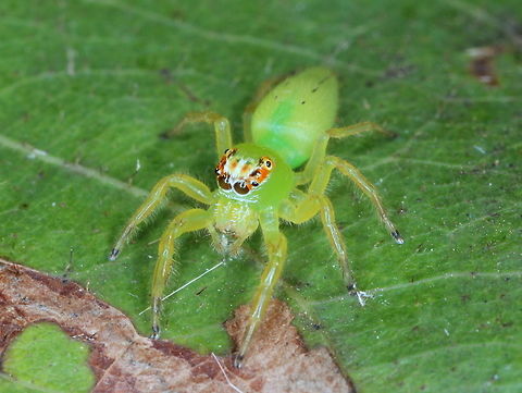 Mopsus spider  Australia,Fall,Geotagged,Jumping Spider,Mopsus,Mopsus mormon,Spring