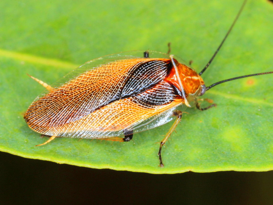 Balta sp. This attractive cockroach is common in tropical Australia.  The species is uncertain but possibly  (Balta bicolor) Australia,Cockroach,Fall,Geotagged,bicolor.balta