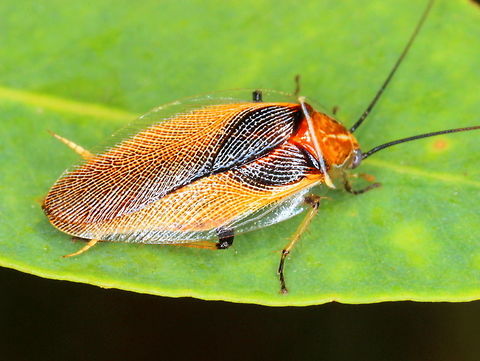 Balta sp. This attractive cockroach is common in tropical Australia.  The species is uncertain but possibly  (Balta bicolor) Australia,Cockroach,Fall,Geotagged,bicolor.balta