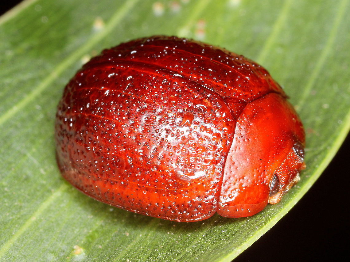 Dicranosterna picea This hemispherical leaf beetle is found only on broad leafed acacia.  It has a scattered puncturation pattern.   Australia,Chrysomelidae,Dicranosterna picea,Fall,Geotagged,dicranosterna