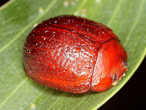 Dicranosterna picea This hemispherical leaf beetle is found only on broad leafed acacia.  It has a scattered puncturation pattern.   Australia,Chrysomelidae,Dicranosterna picea,Fall,Geotagged,dicranosterna
