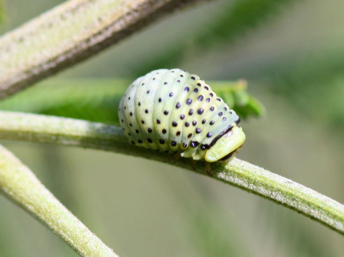 Dicranosterna immaculata larva This acacia leaf beetle is common throughout eastern Australia.  It differs from Paropsine beetles in its globose larvae. Acacia leaf beetle,Australia,Dicranosterna immaculata,Geotagged,Spring,chrysomelidae,dicranosterna,leaf beetle
