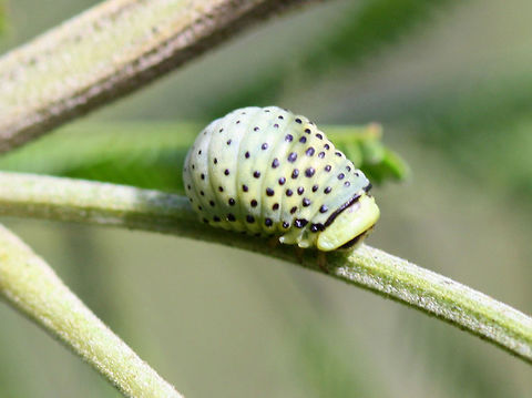 Dicranosterna immaculata larva This acacia leaf beetle is common throughout eastern Australia.  It differs from Paropsine beetles in its globose larvae. Acacia leaf beetle,Australia,Dicranosterna immaculata,Geotagged,Spring,chrysomelidae,dicranosterna,leaf beetle