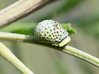 Dicranosterna immaculata larva This acacia leaf beetle is common throughout eastern Australia.  It differs from Paropsine beetles in its globose larvae. Acacia leaf beetle,Australia,Dicranosterna immaculata,Geotagged,Spring,chrysomelidae,dicranosterna,leaf beetle