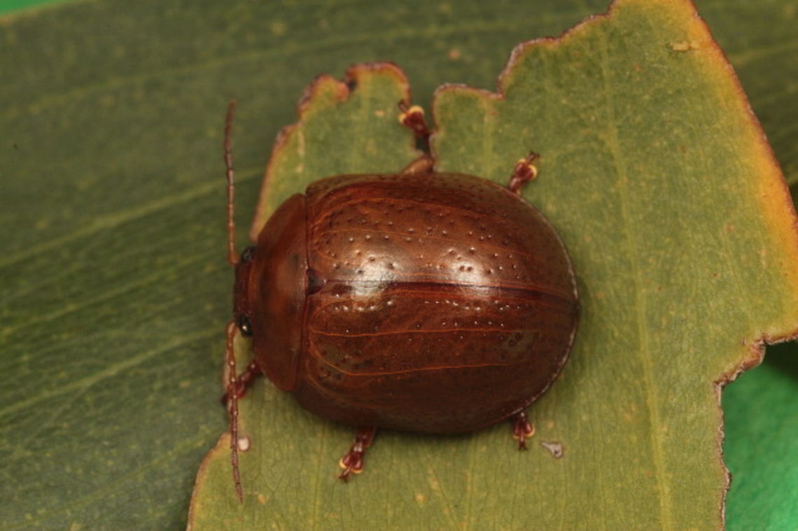 Dicranosterna semipunctata This golden beetle is an acacia feeder. Australia,Dicranosterna semipunctata,Geotagged,Spring,acacia leaf beetle,chrysomelidae,dicranosterna