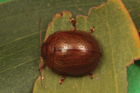 Dicranosterna semipunctata This golden beetle is an acacia feeder. Australia,Dicranosterna semipunctata,Geotagged,Spring,acacia leaf beetle,chrysomelidae,dicranosterna