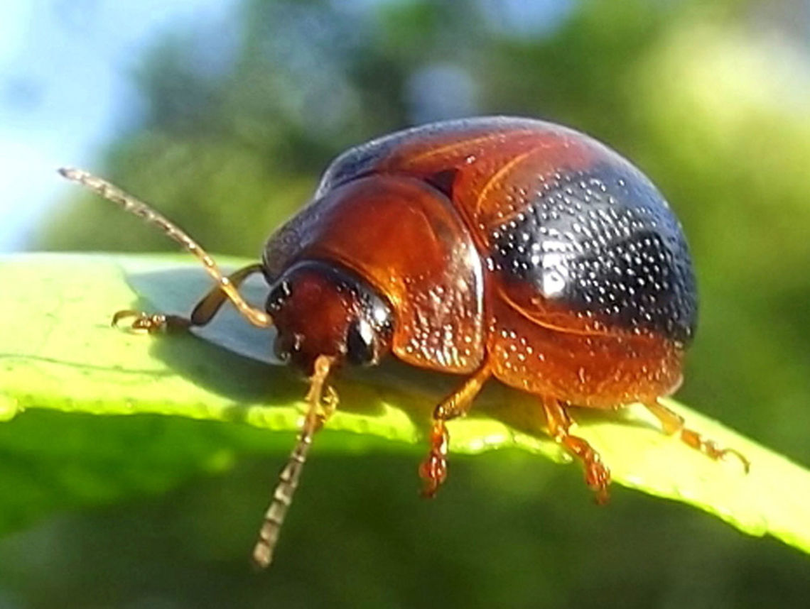 Dicranosterna immaculata This Acacia feeding beetle is common along the east coast of Australia<br />
<figure class="photo"><a href="https://www.jungledragon.com/image/37316/dicranosterna_immaculata_larva.html" title="Dicranosterna immaculata larva"><img src="https://s3.amazonaws.com/media.jungledragon.com/images/2776/37316_thumb.JPG?AWSAccessKeyId=05GMT0V3GWVNE7GGM1R2&Expires=1767225610&Signature=8TC%2BbNOlwPj3BDawGwFGTDLZSfU%3D" width="200" height="150" alt="Dicranosterna immaculata larva This acacia leaf beetle is common throughout eastern Australia.  It differs from Paropsine beetles in its globose larvae. Acacia leaf beetle,Australia,Dicranosterna immaculata,Geotagged,Spring,chrysomelidae,dicranosterna,leaf beetle" /></a></figure> <br />
Larvae are globose. Australia,Chrysomelidae,Dicranosterna immaculata,Geotagged,Summer,dicranosterna