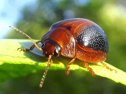 Dicranosterna immaculata This Acacia feeding beetle is common along the east coast of Australia
http://www.jungledragon.com/image/37316/dicranosterna_immaculata_larva.html 
Larvae are globose. Australia,Chrysomelidae,Dicranosterna immaculata,Geotagged,Summer,dicranosterna