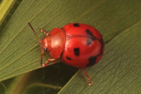 Dicranosterna vexabilis A small hemispherical tropical leaf beetle feeding on Acacia Australia,Dicranosterna,Dicranosterna vexabilis,Fall,Geotagged,Kalumburu,chrysomelisae,leaf beetle