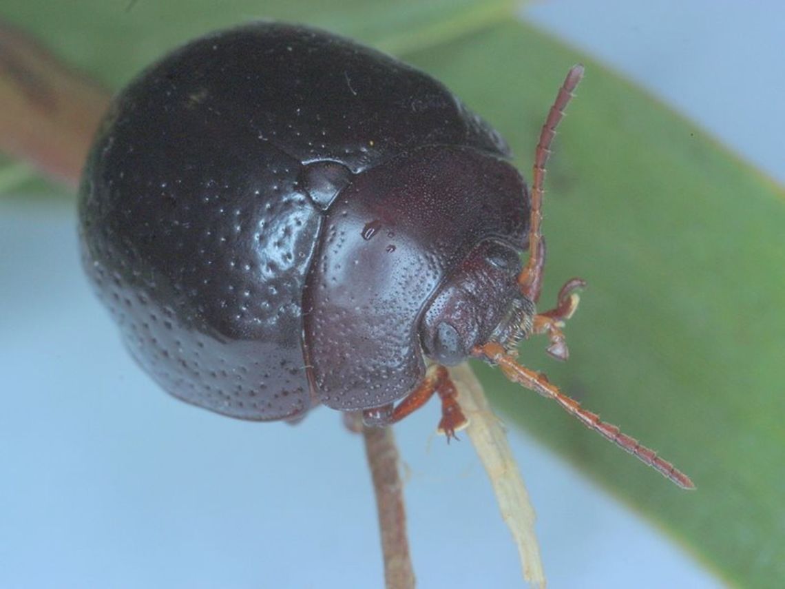 Dicranosterna sp. This is a tropical species of acacia leaf beetle but I am uncertain of the species Australia,Chrysomelidae,Dicranosterna,Geotagged,acacia leaf beetle