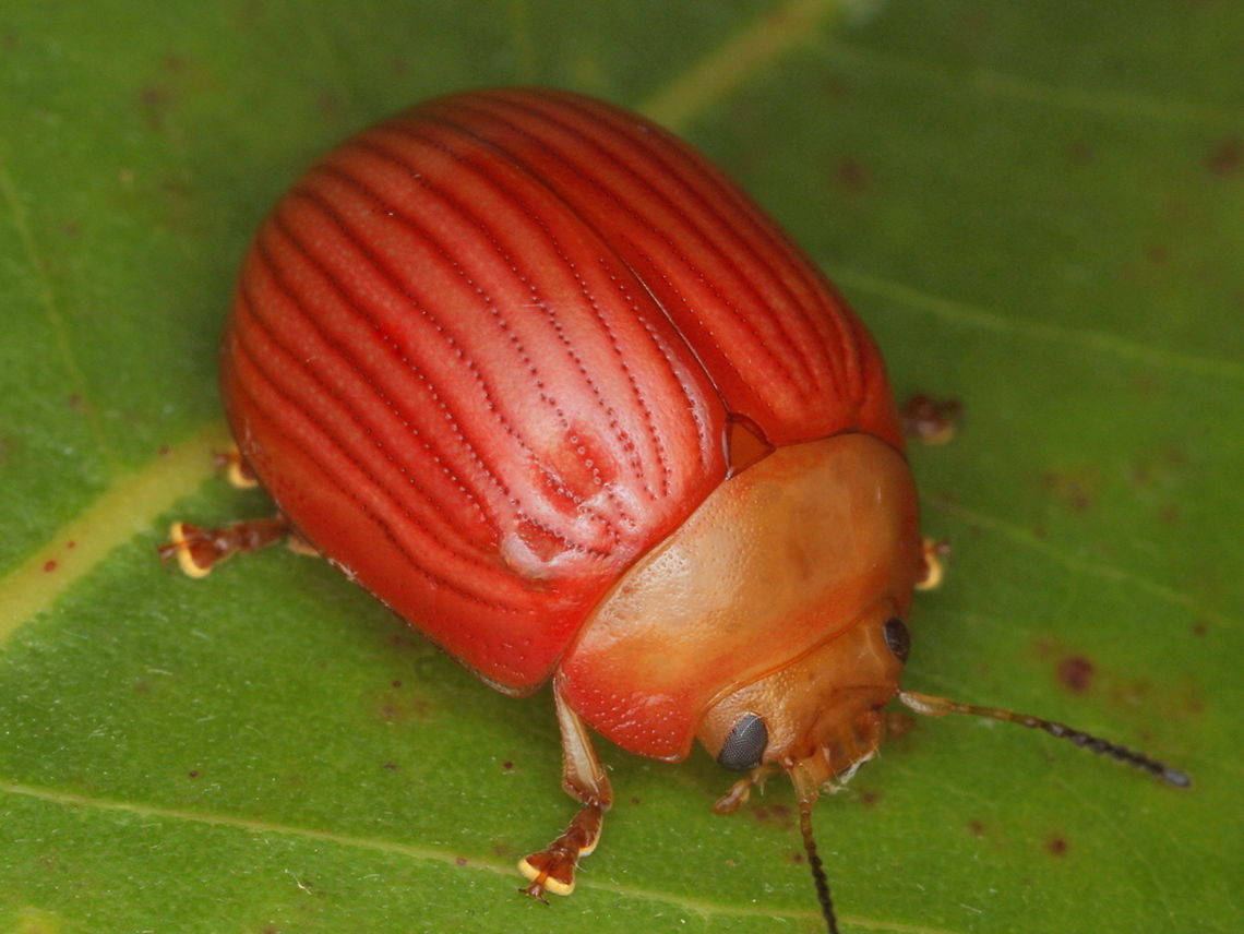 Paropsisterna_sp74 undetermined. I know this beetle only in white and with pronotal spots.  Maybe it has a suntan? Australia,Chrysomelidae,Fall,Geotagged,Paropsisterna