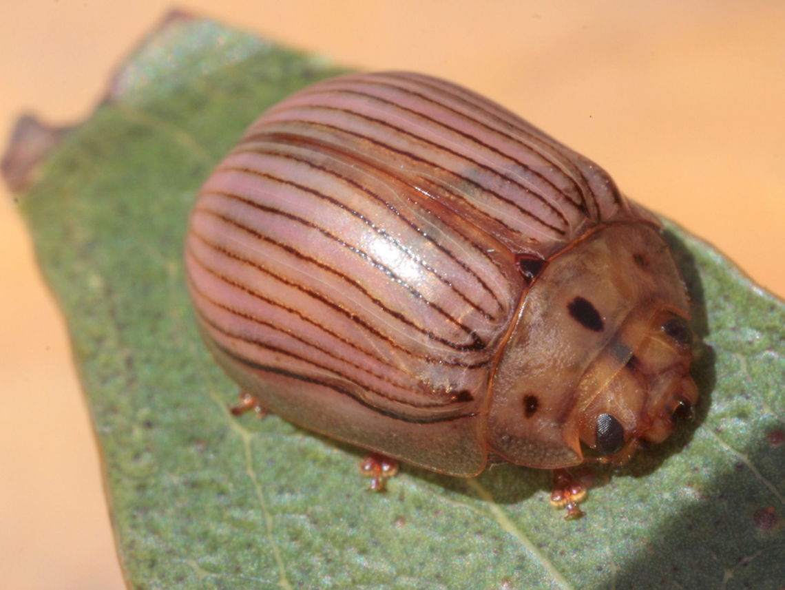 Paropsisterna trimaculata A pale beetle with dark stripes along the ten striae of each elytron.   The pronotum bears three macula in all cases that I have seen.   Australia,Geotagged,Paropsisterna,Paropsisterna trimaculata,Summer,chrysomelidae