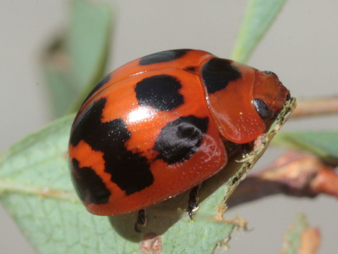 Paropsisterna octomaculata A bright orange and black beetle which is quite convex compared to most other paropsisterna.<br />
This beetle is very variable and other varieties are shown. <br />
<figure class="photo"><a href="https://www.jungledragon.com/image/37327/paropsisterna_octomaculata.html" title="Paropsisterna octomaculata"><img src="https://s3.amazonaws.com/media.jungledragon.com/images/2776/37327_thumb.JPG?AWSAccessKeyId=05GMT0V3GWVNE7GGM1R2&Expires=1769040010&Signature=zfCOEOcu3%2FO2Ycl%2FZ4S1HErXhuA%3D" width="200" height="152" alt="Paropsisterna octomaculata This tropical australian beetle is black and orange and variable across its range of tropical Australia. <br />
http://www.jungledragon.com/image/37326/paropsisterna_octomaculata.html<br />
http://www.jungledragon.com/image/37325/paropsisterna_octomaculata.html<br />
http://www.jungledragon.com/image/37324/paropsisterna_octomaculata.html<br />
 Australia,Fall,Geotagged,Paropsisterna,Paropsisterna octomaculata" /></a></figure><br />
<figure class="photo"><a href="https://www.jungledragon.com/image/37326/paropsisterna_octomaculata.html" title="Paropsisterna octomaculata"><img src="https://s3.amazonaws.com/media.jungledragon.com/images/2776/37326_thumb.JPG?AWSAccessKeyId=05GMT0V3GWVNE7GGM1R2&Expires=1769040010&Signature=7hiTtO53NKNPcGW%2B32vCK1m5cN0%3D" width="200" height="150" alt="Paropsisterna octomaculata This orange and black beetle is darker and smaller than the popular form across most of tropical Australia.  <br />
http://www.jungledragon.com/image/37327/paropsisterna_octomaculata.html<br />
http://www.jungledragon.com/image/37325/paropsisterna_octomaculata.html<br />
http://www.jungledragon.com/image/37324/paropsisterna_octomaculata.html<br />
 Australia,Geotagged,Paropsisterna,Paropsisterna octomaculata,Summer" /></a></figure><br />
<figure class="photo"><a href="https://www.jungledragon.com/image/37325/paropsisterna_octomaculata.html" title="Paropsisterna octomaculata"><img src="https://s3.amazonaws.com/media.jungledragon.com/images/2776/37325_thumb.JPG?AWSAccessKeyId=05GMT0V3GWVNE7GGM1R2&Expires=1769040010&Signature=kF3cnOgNRkL%2FW0vNEqBEMV2poTg%3D" width="200" height="152" alt="Paropsisterna octomaculata A bright orange and black leaf beetle which is common in tropical Australia and very variable.<br />
http://www.jungledragon.com/image/37327/paropsisterna_octomaculata.html<br />
http://www.jungledragon.com/image/37326/paropsisterna_octomaculata.html<br />
http://www.jungledragon.com/image/37324/paropsisterna_octomaculata.html<br />
 Australia,Geotagged,Paropsisterna,Paropsisterna octomaculata,Summer" /></a></figure><br />
 Australia,Geotagged,Paropsisterna,Paropsisterna octomaculata,Summer