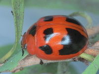 Paropsisterna octomaculata A bright orange and black leaf beetle which is common in tropical Australia and very variable.<br />
http://www.jungledragon.com/image/37327/paropsisterna_octomaculata.html<br />
http://www.jungledragon.com/image/37326/paropsisterna_octomaculata.html<br />
http://www.jungledragon.com/image/37324/paropsisterna_octomaculata.html<br />
 Australia,Geotagged,Paropsisterna,Paropsisterna octomaculata,Summer