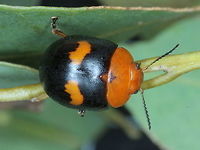 Paropsisterna octomaculata This orange and black beetle is darker and smaller than the popular form across most of tropical Australia.  <br />
http://www.jungledragon.com/image/37327/paropsisterna_octomaculata.html<br />
http://www.jungledragon.com/image/37325/paropsisterna_octomaculata.html<br />
http://www.jungledragon.com/image/37324/paropsisterna_octomaculata.html<br />
 Australia,Geotagged,Paropsisterna,Paropsisterna octomaculata,Summer