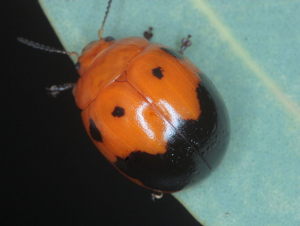 Paropsisterna octomaculata This tropical australian beetle is black and orange and variable across its range of tropical Australia. <br />
<figure class="photo"><a href="https://www.jungledragon.com/image/37326/paropsisterna_octomaculata.html" title="Paropsisterna octomaculata"><img src="https://s3.amazonaws.com/media.jungledragon.com/images/2776/37326_thumb.JPG?AWSAccessKeyId=05GMT0V3GWVNE7GGM1R2&Expires=1759968010&Signature=97S70b3H3SIMlxZzQRqQJ0lmAfE%3D" width="200" height="150" alt="Paropsisterna octomaculata This orange and black beetle is darker and smaller than the popular form across most of tropical Australia.  <br />
http://www.jungledragon.com/image/37327/paropsisterna_octomaculata.html<br />
http://www.jungledragon.com/image/37325/paropsisterna_octomaculata.html<br />
http://www.jungledragon.com/image/37324/paropsisterna_octomaculata.html<br />
 Australia,Geotagged,Paropsisterna,Paropsisterna octomaculata,Summer" /></a></figure><br />
<figure class="photo"><a href="https://www.jungledragon.com/image/37325/paropsisterna_octomaculata.html" title="Paropsisterna octomaculata"><img src="https://s3.amazonaws.com/media.jungledragon.com/images/2776/37325_thumb.JPG?AWSAccessKeyId=05GMT0V3GWVNE7GGM1R2&Expires=1759968010&Signature=fJXwMxH4crd0acjBvdbFzZyvslQ%3D" width="200" height="152" alt="Paropsisterna octomaculata A bright orange and black leaf beetle which is common in tropical Australia and very variable.<br />
http://www.jungledragon.com/image/37327/paropsisterna_octomaculata.html<br />
http://www.jungledragon.com/image/37326/paropsisterna_octomaculata.html<br />
http://www.jungledragon.com/image/37324/paropsisterna_octomaculata.html<br />
 Australia,Geotagged,Paropsisterna,Paropsisterna octomaculata,Summer" /></a></figure><br />
<figure class="photo"><a href="https://www.jungledragon.com/image/37324/paropsisterna_octomaculata.html" title="Paropsisterna octomaculata"><img src="https://s3.amazonaws.com/media.jungledragon.com/images/2776/37324_thumb.JPG?AWSAccessKeyId=05GMT0V3GWVNE7GGM1R2&Expires=1759968010&Signature=6VD2kCgFJDdAQfD2zzJanVGQ1uw%3D" width="200" height="150" alt="Paropsisterna octomaculata A bright orange and black beetle which is quite convex compared to most other paropsisterna.<br />
This beetle is very variable and other varieties are shown. <br />
http://www.jungledragon.com/image/37327/paropsisterna_octomaculata.html<br />
http://www.jungledragon.com/image/37326/paropsisterna_octomaculata.html<br />
http://www.jungledragon.com/image/37325/paropsisterna_octomaculata.html<br />
 Australia,Geotagged,Paropsisterna,Paropsisterna octomaculata,Summer" /></a></figure><br />
 Australia,Fall,Geotagged,Paropsisterna,Paropsisterna octomaculata