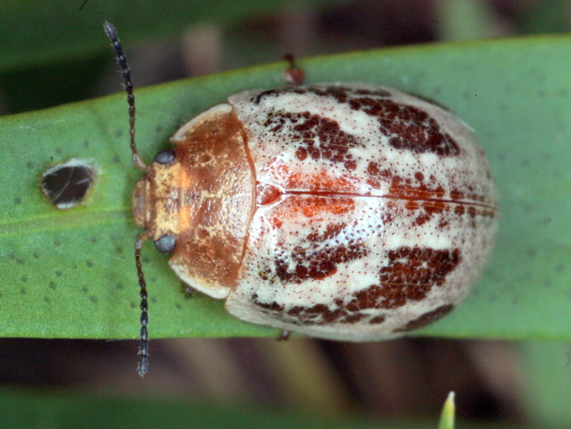 Paropsisterna semifumata A small riparian paropsine.  These feed only on callistemon. Australia,Geotagged,Paropsisterna,Paropsisterna semifumata,Summer