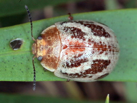 Paropsisterna semifumata A small riparian paropsine.  These feed only on callistemon. Australia,Geotagged,Paropsisterna,Paropsisterna semifumata,Summer